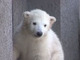 真っ白でふわっふわ！　円山動物園の新アイドル・ホッキョクグマの赤ちゃんはモフモフかわいい