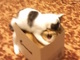 ファイッ！　箱に入りたい猫VS絶対に入らせたくない猫