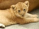 名前も決まったよ！　多摩動物公園がライオンの赤ちゃん2頭のモフモフキュートな写真を公開
