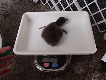 もっふもふ 横浜 八景島シーパラダイスでケープペンギンの赤ちゃんの展示始まる ねとらぼ