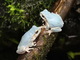 「青いカエルの卵風スープ」がキモくて食べたい　京都水族館に青色の「ニホンアマガエル」展示