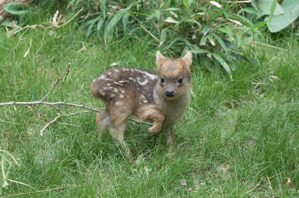 世界で一番小さい鹿 プーズー の赤ちゃんが誕生 米動物園 ねとらぼ