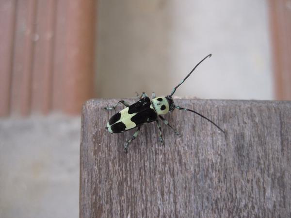 あれ カミキリムシの背中にパンダがいる 昆虫 ラミーカミキリ の模様がユニーク ねとらぼ