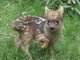 世界で一番小さい鹿「プーズー」の赤ちゃんが誕生！　米動物園