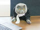 部下になりたい！　ルーマニアの企業で猫のディレクター爆誕
