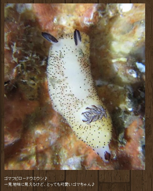 まるで海のウサギ ゴマフビロードウミウシ がウミウシとは思えぬかわいさでたまらない件 ねとらぼ