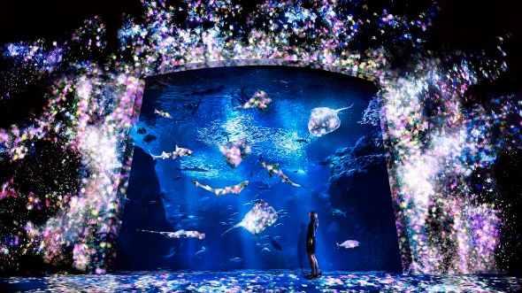 幻想的な夜の水族館がキレイ 新江ノ島水族館 チームラボの ナイトワンダーアクアリウム15 が楽しそう ねとらぼ
