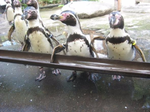 流しアジ を食べるペンギンがとてもかわいい 長野県の小諸市動物園で初の試み ねとらぼ