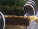 世界的ベーシスト何やってるんですか！　ロックバンド「レッチリ」のフリーさん、なぜか養蜂に目覚めて18万匹のハチを飼育する