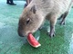 精鋭カピバラさんによる「スイカ早食い選手権」が8月30日開催！　伊豆・長崎・埼玉・那須の4動物園がコラボ