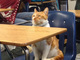 ニャンですと！　アメリカの高校にネコが入学　学生証も発行され正式な「ネコ生徒」に