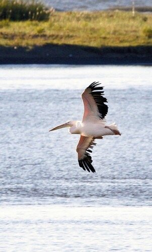 求む目撃情報 札幌市の民間動物園からモモイロペリカンが脱走中 ねとらぼ