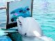 絵を描くシロイルカに名画のポーズを再現するセイウチも　八景島シーパラダイスでオータムフェスティバル開催