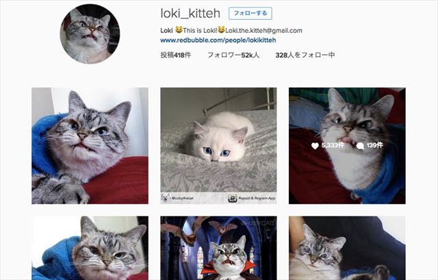 こんな吸血鬼ならかわいい ドラキュラみたいなキバをもった猫ちゃんが人気に ねとらぼ