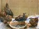 上野動物園の日本産ライチョウのひな全滅　人工繁殖に取り組んでいた