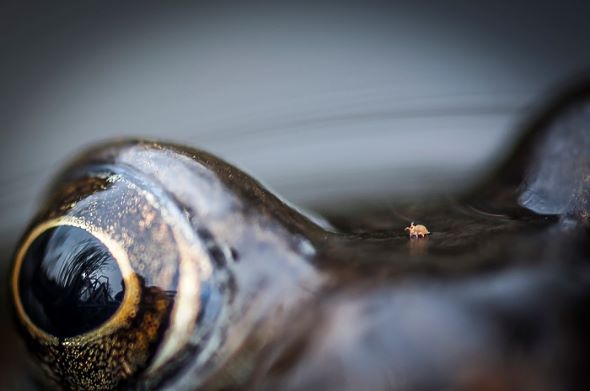 野生生物写真アワード