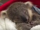 これはかわいい　オーストラリアの動物園がコアラの赤ちゃんの映像を公開
