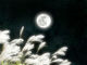 今宵は十五夜、中秋の名月。お団子・すすき・七草で、明日の最大満月も満喫しよう