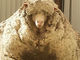 毛がもこもこすぎて話題になったオーストラリアの羊、ギネス世界記録に認定