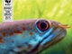 「陸上で生きられる魚」「くしゃみをするサル」　ヒマラヤで211新種を発見