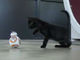 子猫ちゃんVSロボットのおもちゃ　子猫のリアクションは？