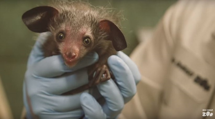 目がクリックリ 貴重なアイアイの赤ちゃん アメリカの動物園で誕生 ねとらぼ