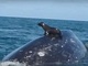 クジラの背中に乗るアザラシ　メキシコで珍しい動画が撮影される