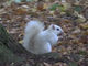 すっごくかわいい！　イギリスの公園で珍しい“白いリス”が撮影される