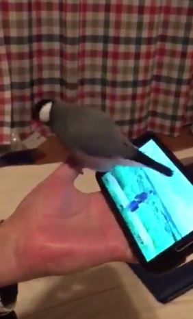 サカナクションでノリノリに跳ねる文鳥がtwitterで人気に 山口一郎本人も 鳥も踊ってる と反応 ねとらぼ