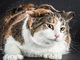 猫たちのぶるぶる姿をとらえた写真集「ぶるにゃん」　11月24日に発売ニャン。