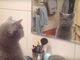 「僕、イケメン？」鏡に映った自分をまじまじと見つめる猫ちゃん