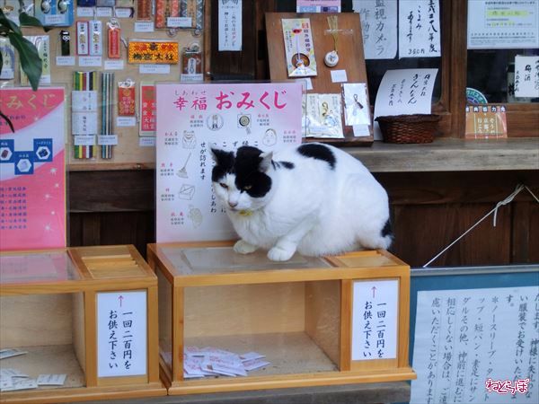 15匹の猫がの んびり 猫神社 梅宮大社に行ってみた 人も猫も子宝 安産 ねとらぼ