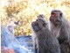 たき火を囲んでサルたちがぽかぽか　「世界サル類動物園」でイベント開催