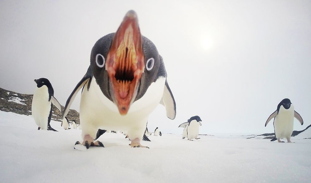 グエーッ ナショジオ写真コンテストのペンギンが未知の生命体すぎる ねとらぼ