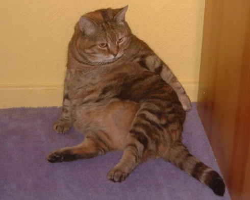 ネコの話じゃないの 所得格差を訴えるtwitterハッシュタグが 太ったネコ の写真だらけに ねとらぼ