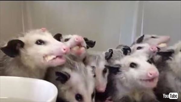 いい食べっぷり バナナをもぐもぐする腹ぺこオポッサムさん ねとらぼ