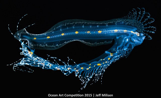 何これスケスケでかっこいい 海の生物を水中撮影した写真コンテスト 入賞作品が発表 ねとらぼ