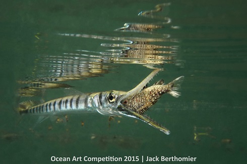 何これスケスケでかっこいい 海の生物を水中撮影した写真コンテスト 入賞作品が発表 ねとらぼ
