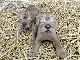 多摩動物公園の新たなる希望　誕生したライオンの赤ちゃんが「ルーク」「レイア」と命名される