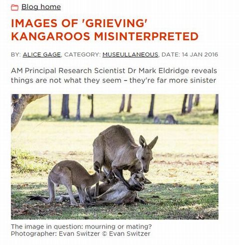 kangaloo