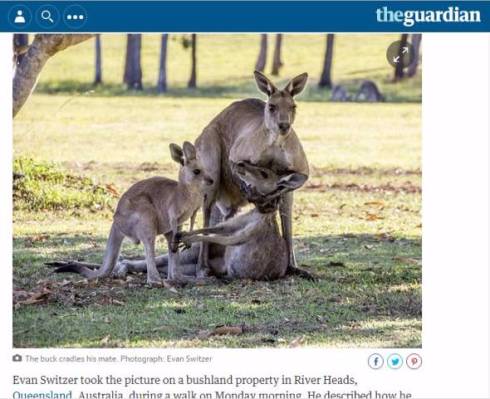 死にかけのメスを抱えるオスカンガルーの写真が感動的と話題に 専門家 オスが交尾迫っているだけ ねとらぼ