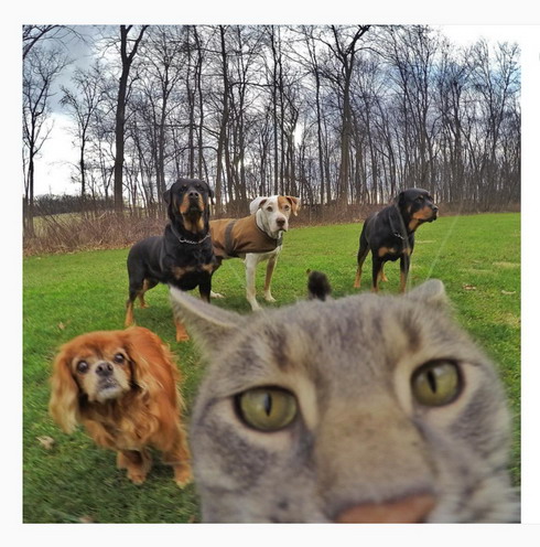 ネコもスマホ片手にパシャリ Instagramでネコの自撮り風写真が人気 ねとらぼ