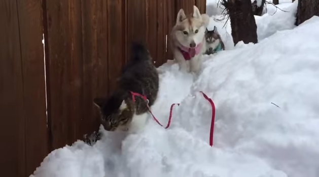 猫ちゃんのお母さんは ワンちゃん 優しいお母さんに甘える母猫とはぐれた赤ちゃん猫たち L Kanon1804 Gr2 Jpg ねとらぼ