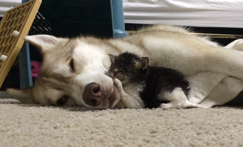 瀕死の子猫を救ったハスキー犬の愛 本当の親子のように暮らす 子猫とハスキー犬の家族が話題に ねとらぼ