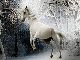 白馬を白馬に連れてきて！　長野県白馬のスキー場にホンモノの白馬で駆けつけると3年間リフト乗り放題に