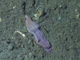 「紫色の靴下」と呼ばれ分類学上のナゾとされてきた深海生物、実は生物の進化のパズルを埋める重要なピースと判明