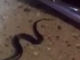 うわあああああ！　ヘビがヘビを飲み込む映像がオーストラリアで撮影される