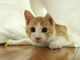 ヴィジュアル系バンドマンに保護された猫「虎徹」くんの写真集が発売決定！