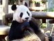 パンダ展示再開　上野動物園、繁殖を断念