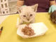 子猫のミルクにトイレにお風呂……動物保護施設の24時間をとらえた動画
